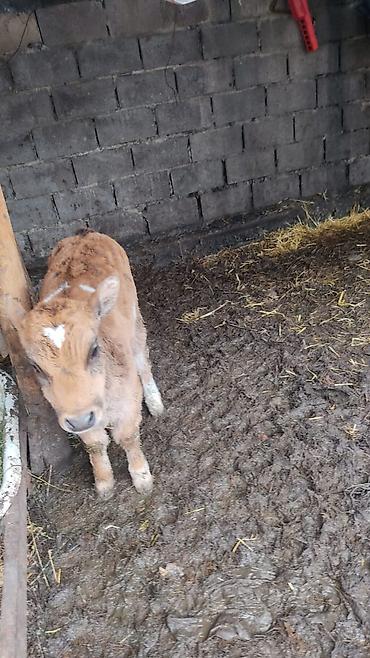 Коровы, быки: Продаю | Тёлка at lalafo.kg — 5 Коровы, быки: Продаю | Тёлка — 5