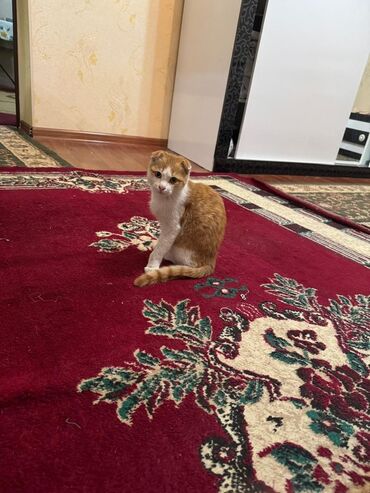 британская короткошерстная кошка вислоухая: Рыже‑белый котёнок с забавно сложенными ушками. Компактного размера