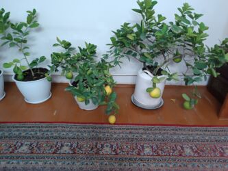 лимоны оптом: Продаю лимоны домашние, очень плодовитые, большие, белые горшки по