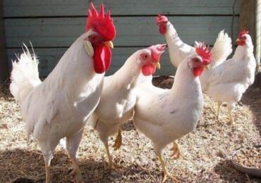 Птицы: Продаю суточьных цыплят породы ЛЕГГОРН БЕЛЫЙ СТАНДАРТ. Вывод 9-10 мая