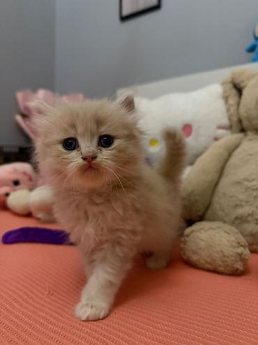 Pişiklər: Şotland — 1