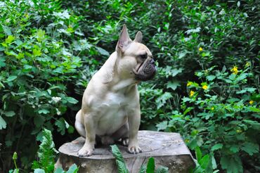 Вязка собак: Французский бульдог для вязки. Выставочный мальчик, привозной, даёт — 2