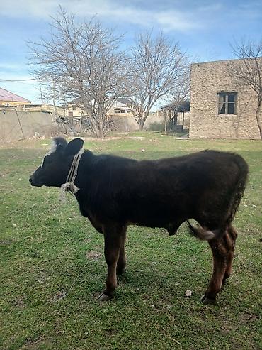 Dana, buzov: Diși göbəkli 7ayLlq disi danadlr. dananln anaslvə anaslnln anaslda — 27