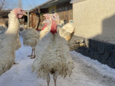 индюк сокулук: Сатам | Ургаачы күрп (ургаачы), Эркек күрп | Союуга, Көбөйтүү үчүн