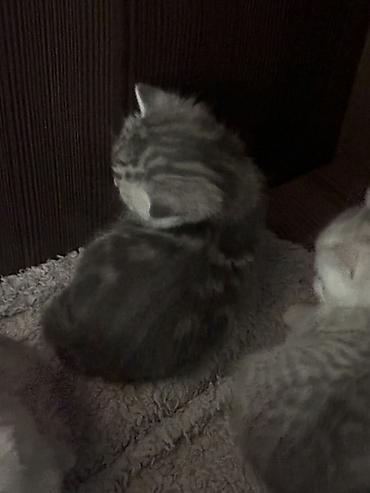 отдаю котят: 2 месяца, Девочка, Приучена к лотку — 4