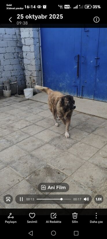 İtlər: Qafqaz çoban iti — 4