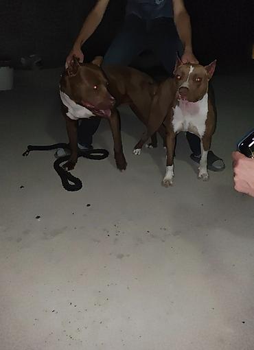 İtlər: Pitbul, 1 ay, Dişi, Ödənişli çatdırılma -da lalafo.az — 12 İtlər: Pitbul, 1 ay, Dişi, Ödənişli çatdırılma — 12