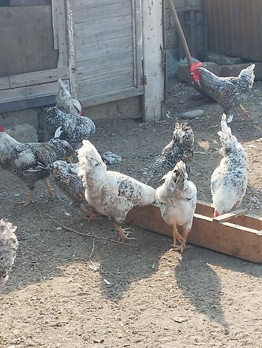 Toyuqlar: Yerli təsərrüfatdan müxtəlif növ toyuq və xoruzlar - Rəngarəng (ağ — 1