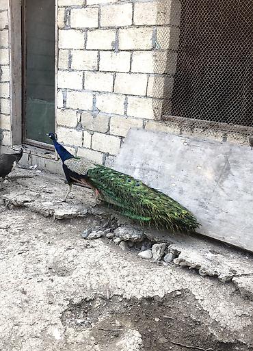 ov quşları: Məhsul: Tavus quşu (mavi hind tavusu – kişi fərdlər) Xüsusiyyətlər: - — 2