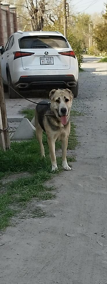 Продажа собак: Алабай, 3 месяца, Самец, С прививкой — 3