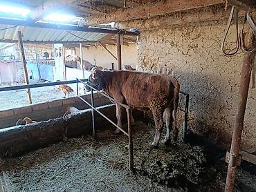 жаныбарлар: Сатам | Кунаажын | Көбөйтүү үчүн | Төл болгон жок — 2