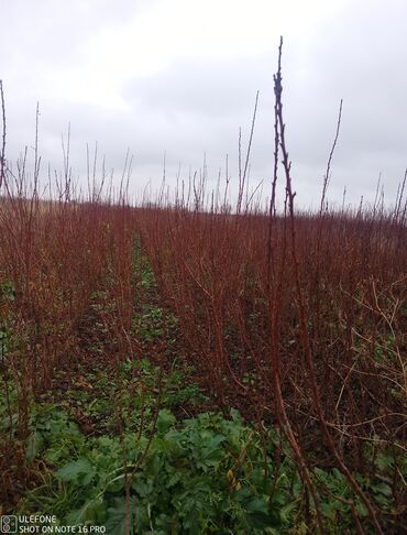 Şitillər: Sağlam meyvə tinglərin satişi çatdırılma pulsuz — 1