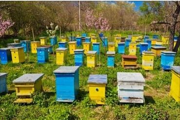 Akvariumlar: Tamamilə sağlam,Arı ailələrinin satışı.Karinka sortudu.Anaları 2025-ci