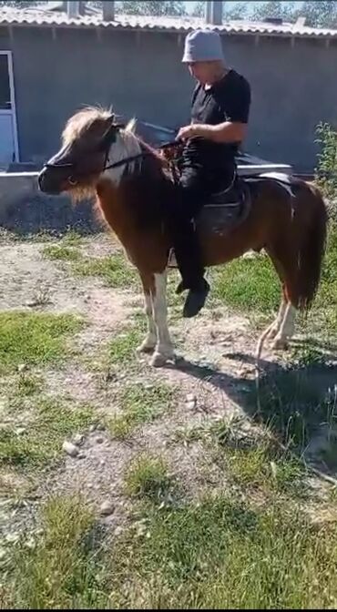 Лошади, кони: Продаю |