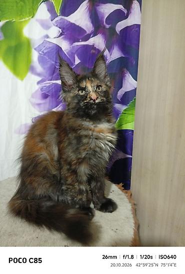 кошка сокулук: Гиганты Кошачьего мира❤️ Мейн-Куны❤️❤️❤️Монопольный Мини питомник — 9