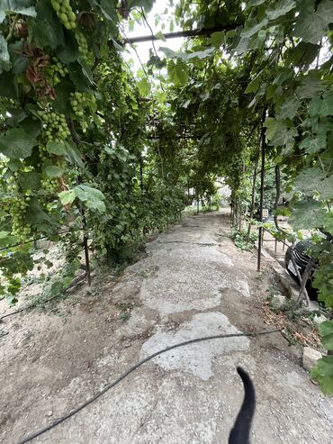 Bağ evlərinin satışı: Digah, 100 kv. m, 3 otaqlı, Hovuzsuz, Kanalizasiya, Kombi, Qaz — 11