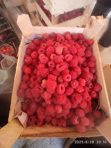 фрукт: Ассалом алейкум малина кочот сатылат сорт Геракл июндун 15 нен каар — 2