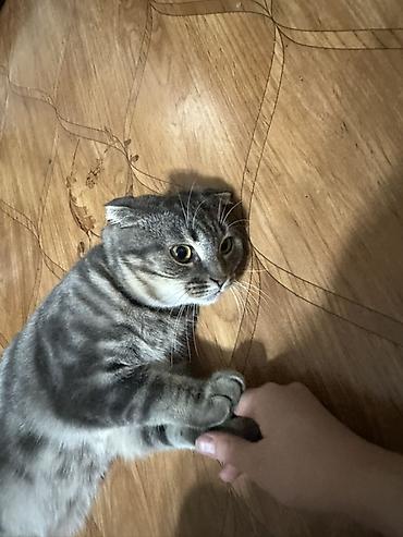 вислоухий кот цена: Шотландский вислоухий кот (скоттиш-фолд) - Окрас: серебристый табби — 6