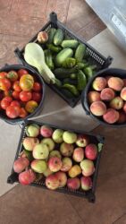 Сельхоз предприятия: Продаю Питомник растений, 1000 соток, Действующий, Без оборудования, Скважина, Холодная вода, Электричество — 13