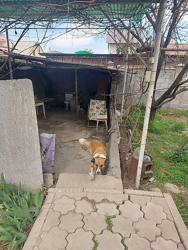 Долгосрочная аренда домов: 90 м², 2 комнаты — 15