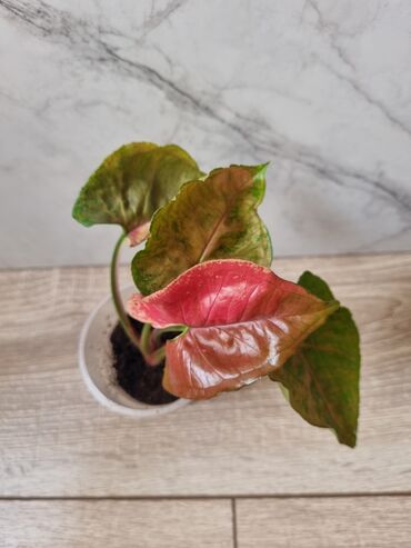 Филодендроны: Сциндапсусы,сансевиерии ва,алоказия,бегония макулата монстера — 16