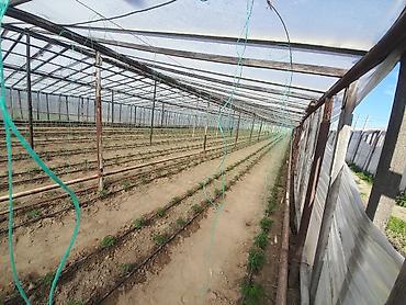 Torpaq sahələrinin satışı: Kənd təsərrüfatı — 3