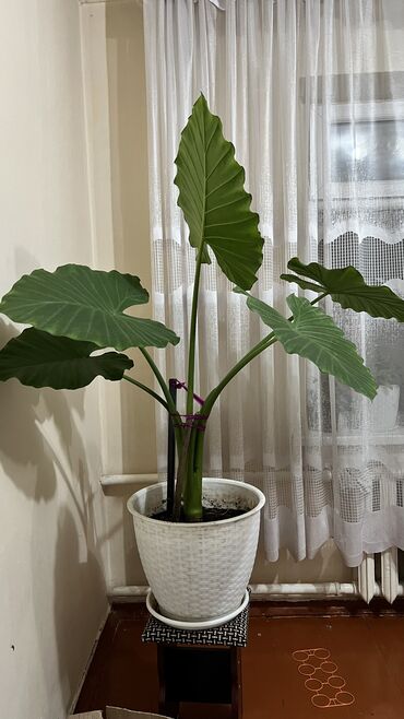 Другие комнатные растения: Продается домашнее растение «слоновьи уши»,высота около 1 метра