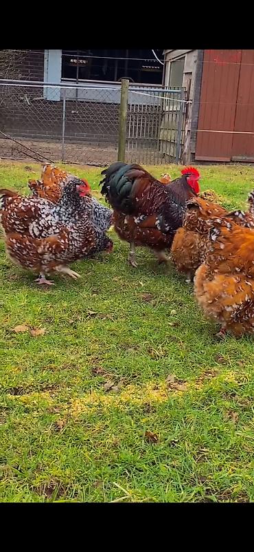 Toyuqlar: Toyuq, Damazlıq -da lalafo.az — 3 Toyuqlar: Toyuq, Damazlıq — 3