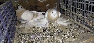 Птицы: Голуби кокучкон кабутар сатылат — 8