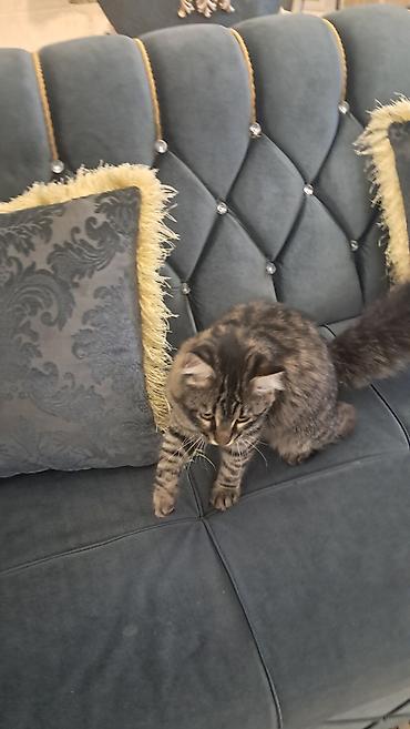 Pişiklər: Meyn-kun, Erkək — 11