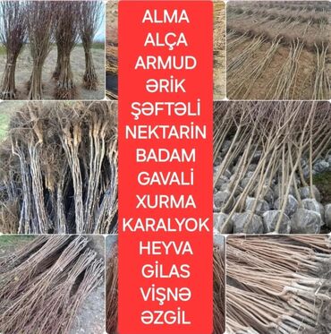 Ağaclar: Yalnız bizim təsərfatimizda bölgələrə uyğun olaraq ağacların kok — 5