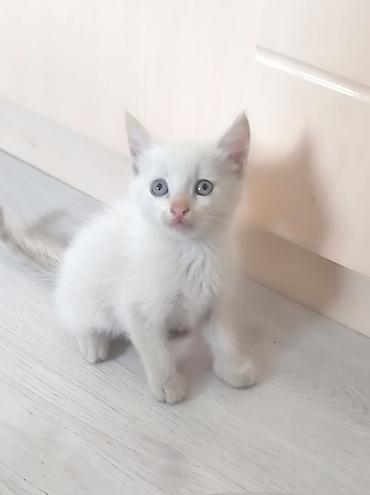 бенгальские кошки бишкек: Тайская, 2 месяца, Мальчик — 1