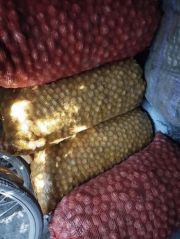 куры оптом: Продаю орехи грецкие 1 кг 40 сом оптом звоните город кара Балта — 1