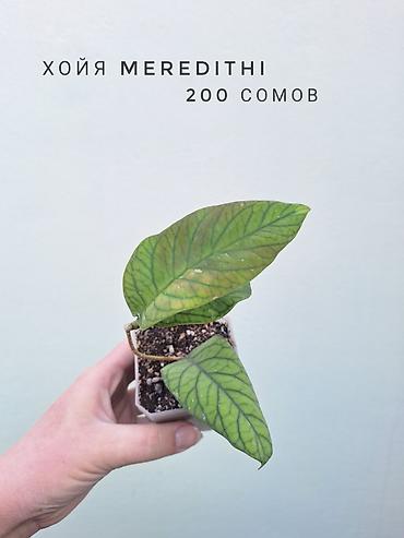 цветы орхидеи: 💚 Комнатные растения (детки/молодые растения). 🪴 Названия и цены — 10