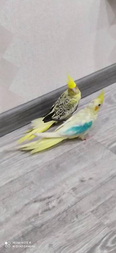 Животные: Diqqet quslarin altinin ve yerinin temizliyine fikir verin — 10