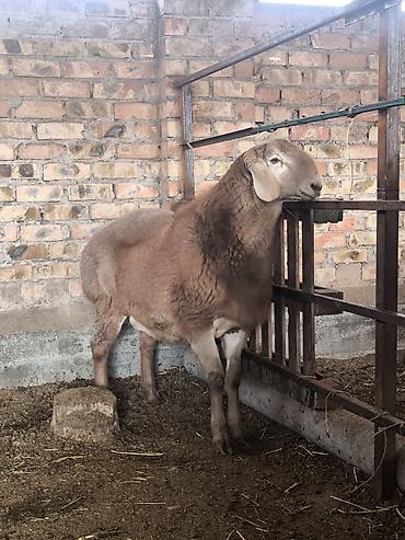 Баран, овца: Продаю | Ягненок, Баран (самец) | Арашан | Для разведения | Племенные — 6