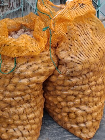 саженцы европейского фундука: Орехи грецкие. свежий урожай внутри светлые очень вкусные