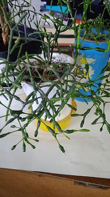 Хойи: Коллекционные хоии (Hoya) – несколько разновидностей в горшках и — 18