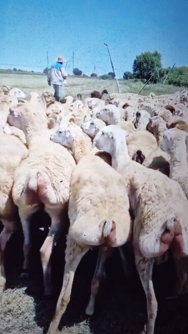 catdırılma atlar: 200 baş 1.2.qarlna.boğaz.şişeyiler sadlram.isdeyen eleqe