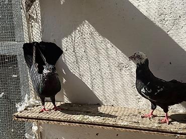 geref qus: Enli quyrug qara ciller hazir cutde var tek erkeyde var tek maya — 7