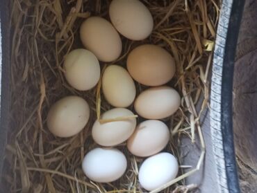 хинт дакан: Куплю йицо дакана на инкубатор яйца