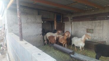 питбуль вязка: Сатам | Ургаачы кой (ургаачы), Козу | Аргын | Союуга, Көбөйтүү үчүн | Ургаачы, Козулаган