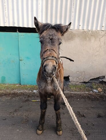 уй жаныбар: 60000 ПРОДАЮ КОНЬ (самец) жеребец жеребёнок полукровка кара