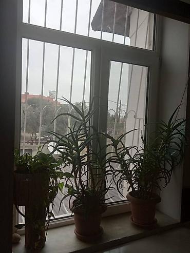 mingəcevir ev satisi: Bakı, 20-ci sahə, 2 otaqlı, Köhnə tikili, 49 kv. m — 5