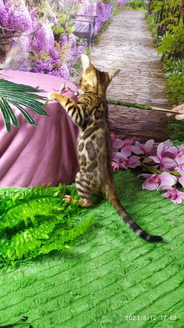 Продажа кошек: Друзья. Бенгальские котята !! Проф.Питомник Бен Гла Мур предлагает — 6