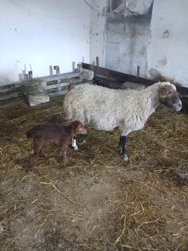 Qoyunlar, qoçlar: Ana bala 380man 3cu qarlndl dogur. bașqa bogaz heyvanlarlmda — 1