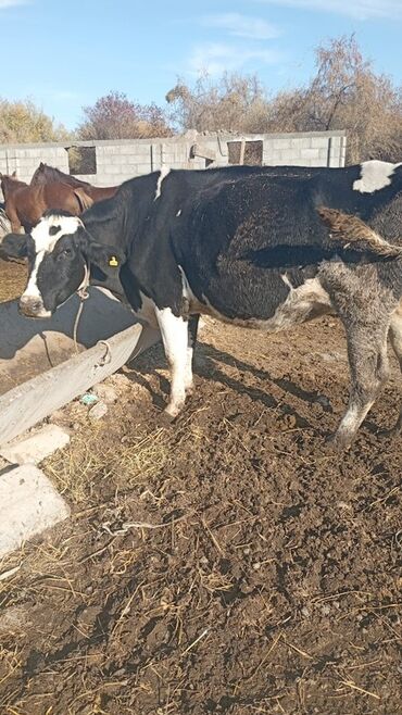 фазан золотой: Продаю | Корова (самка) | Голштин | Для молока | Привязанные at lalafo.kg фазан золотой: Продаю | Корова (самка) | Голштин | Для молока | Привязанные