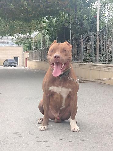 it satişi: Pitbul, 1 il, Erkək — 1