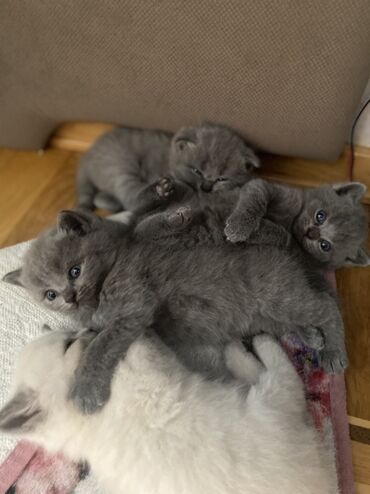 Pişiklər: Şotland, Ünvandan götürmə — 14