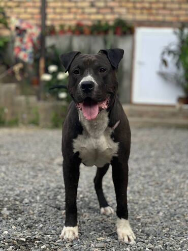 собака пидбул: Кубинский пидбуль 3 года ошейник цепь в комплекте вес около 50 кг